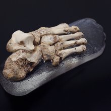La reconstrucción de este pie humano de hace medio millón de años, un hecho casi excepcional en la Paleontología mundial