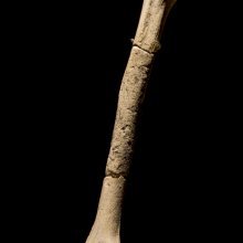 Un húmero perteneciente a la especie Homo heidelbergensis, expuesto también en el MEH