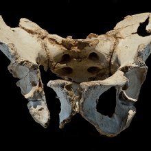 La pelvis 'Elvis', que correspondía a un anciano de Homo heidelbergensis de 45 años.
