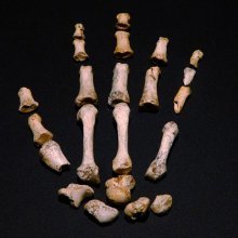 Reconstrucción de una mano de Homo heidelbergensis.
