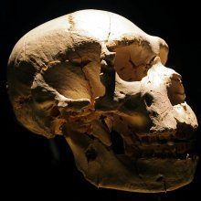 El cráneo número 5, también conocido como Miguelón